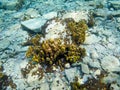 Group of Yellow Tube Coral Surrounded by the Rocks on the  Sea Bottom. Royalty Free Stock Photo