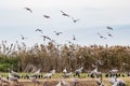 Grus bird feeding at Hula Valley