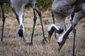 Grus bird feeding at Hula Valley