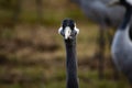 Grus bird feeding at Hula Valley