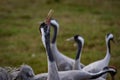 Grus bird feeding at Hula Valley