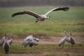 Grus bird feeding at Hula Valley