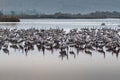 Grus at Hula Valley at Dawn