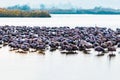 Hi Key Color Grus bird feeding at Hula Valley