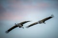 Grus grus birds flying in a sky Royalty Free Stock Photo