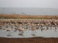 Grus in the Hula Lake at twilight, scenery with birds in the water