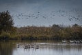 Grus at Hula Valley at Dawn