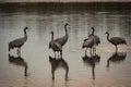 Grus at Hula Valley at Dawn