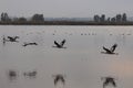 Grus at Hula Valley at Dawn