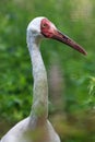 Grus leucogeranus, Siberian White Crane.