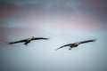 Grus grus two birds flying in a sky Royalty Free Stock Photo