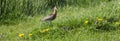 Grutto bird in green grass with yellow dandelions Royalty Free Stock Photo