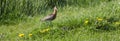 grutto bird in green grass with yellow dandelions Royalty Free Stock Photo