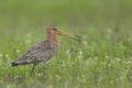 A calling black tailed godwits in a meadow; een roepende grutto in een weiland