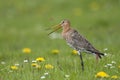 A calling godwit in a flower field with daisies and dandelions Royalty Free Stock Photo