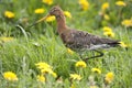 Close up of a black tailed godwit in a dandelion field in the beautiful meadows of Friesland