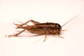 A Gryllidae ,Orthoptera isolated on white background