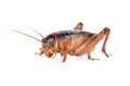 Gryllidae ,Orthoptera isolated on white background