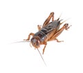 Gryllidae ,Orthoptera isolated on white background Royalty Free Stock Photo