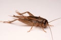 A Gryllidae ,Orthoptera isolated on white background