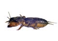Gryllotalpa mole cricket Royalty Free Stock Photo
