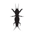 Gryllotalpidae silhouette.European mole cricket