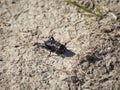 European Field Cricket Royalty Free Stock Photo