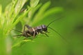 Gryllus larvae on plant Royalty Free Stock Photo