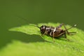 Gryllus larvae on plant Royalty Free Stock Photo