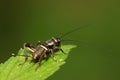 Gryllus larvae on plant Royalty Free Stock Photo