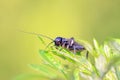 Gryllus larvae on plant Royalty Free Stock Photo