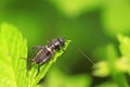 Gryllus larvae on plant Royalty Free Stock Photo