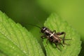 Gryllus larvae on plant Royalty Free Stock Photo