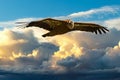 Gryphon vulture buzzard flting in blue sky background