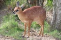 Grysbok Antelope Royalty Free Stock Photo