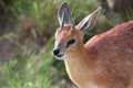 Grysbok Antelope Royalty Free Stock Photo
