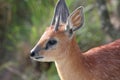 Grysbok Antelope Royalty Free Stock Photo