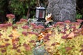Graves in the cemetery Wels in autumn, Austria, Europe