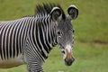 The GrÃÂ©vy`s zebra Equus grevyi, also known as the imperial zebra, portrait with green background Royalty Free Stock Photo