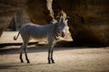 A GrÃÂ©vy Zebra walks in the mountains Royalty Free Stock Photo