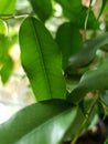 Green plant Wild green roomplant