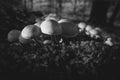 Sulfur tuft on moss-covered deadwood - black and white