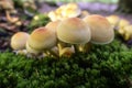 Sulfur tuft on deadwood - macro shot