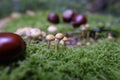 Sulfur tuft and Buckeye seeds on moss