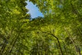 Crow in a Tree Clearing at Cades Cove in the Smoky Mountains