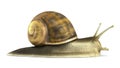 Gsrden snail 3d render on white