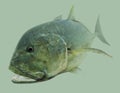 GT Giant Trevally Saltwater Fishing Portrait