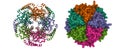 Structure of human GTP cyclohydrolase I