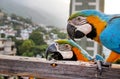Guacamayas Royalty Free Stock Photo