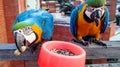 Guacamayas Royalty Free Stock Photo